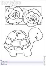 coloriage-tortue-1